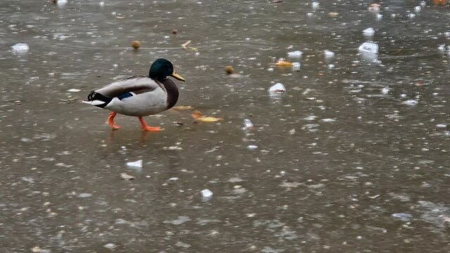 canard marche sur la glace d'un &eacute;tang gel&eacute; en hiver, 59,94fps ralenti X2 - 29,97fps