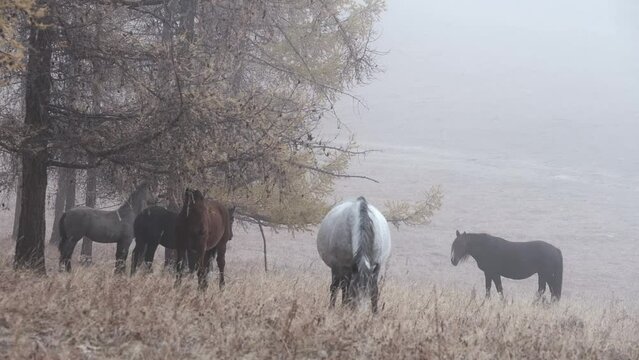Free adorable horses graze on countryside autumn field searching for feed. Bred animals walk together and eating dry grass. Autumn foggy morning, Altai