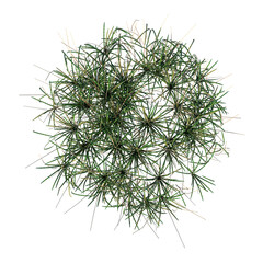 Fototapeta premium Top view of Plant ( Long Lawn Grass 6) Tree png