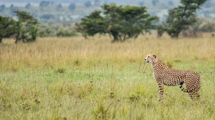 Cheetah in African Savannah