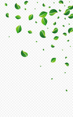 Grassy Leaf Realistic Vector Transparent