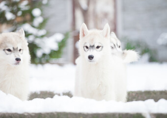 Beautiful siberian husky puppy in the park