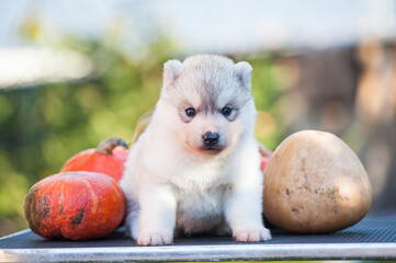 gray and white siberian husky dog