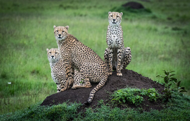 3 Cheetahs