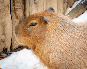 Closeup of a Capybara head with eye visible