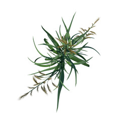 Top view of Plant ( Long Lawn Grass 4) Tree png