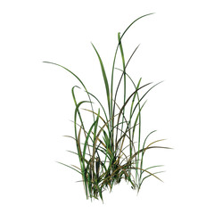 Front view of Plant ( Long Lawn Grass 2) Tree png