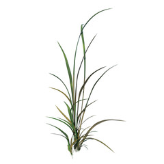 Front view of Plant ( Long Lawn Grass 1) Tree png