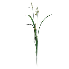 Front view of Plant ( Cyperaceae sedges 3) Tree png 