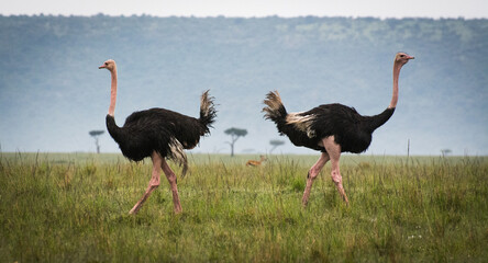 Ostrich in Africa