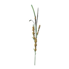 Obraz premium Front view of Plant (Juncus 2) Tree png