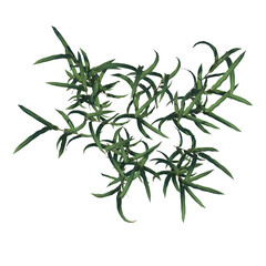 Top view of Plant (Juncus 1) Tree png