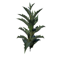 Front view of Plant (Silybum marianum 1) Tree png