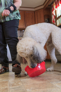 Poodle service dog picking up his water dish