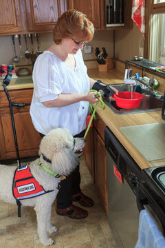 Poodle service dog with his master at the kitchen sink