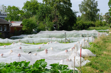 Agricultura urbana