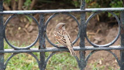 House sparrow (Passer domesticus) perched on a fence in Recoleta, Buenos Aires, Argentina