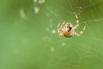 Forest by the Danube river in summer. Spider, Araneus diadematus, in its natural environment.