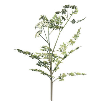 Front view of Plant (Daucus Carota 2) Tree png