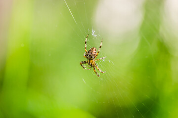 Forest by the Danube river in summer. Spider, Araneus diadematus, in its natural environment.
