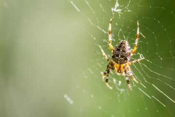 Forest by the Danube river in summer. Spider, Araneus diadematus, in its natural environment.