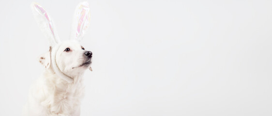 White dog with bunny ears . Symbol of the year 2023.Banner with space for text.