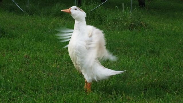 Very funny white domestic duck stretches and flaps its wings strongly, takes off, on a green lawn, on a farm. Full HD slow motion video