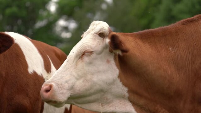 Dairy Cow With Flies Standing In The Rural Livestock Field. - close up