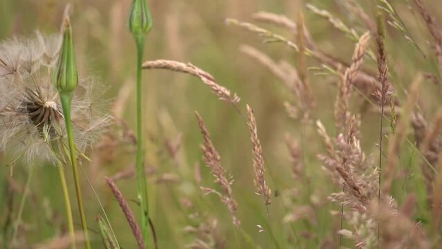 Blowing Wind Through Golden Fields In Countryside. Close Up