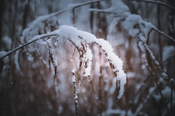 snow-covered branches with hoarfrost, close-up