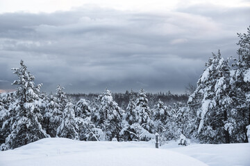 winter forest, snow-covered firs and pines , cloudy sky, beautiful winter mountain landscape
