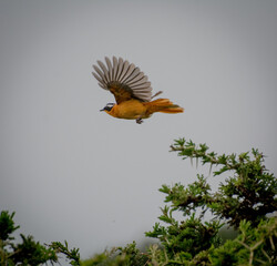 African bird flying