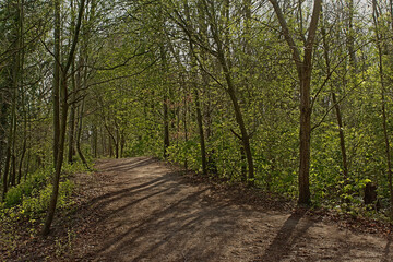 Sunny hiking trail through a fresh green spring forest in Scheldt valley nature reserve near Ghent, Flanders, Belgium