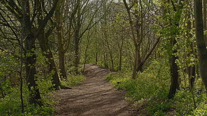 Fototapeta premium Sunny hiking trail through a fresh green spring forest in Scheldt valley nature reserve near Ghent, Flanders, Belgium