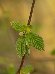 Fresh green spring leaves on a twig of a common hazel shrub, selective focus with soft bokeh background - Corylus avellana