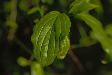 Close up of common buckthorn leaf  - Rhamnus cathartica 