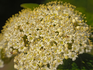 closeup of the white flowers of a viburnum tree  in springtime, selective focus
