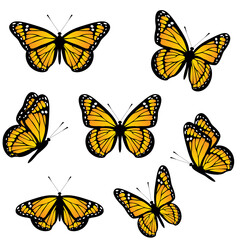 Fototapeta na wymiar Set of monarch butterflies isolated on white background. Realistic vector illustration