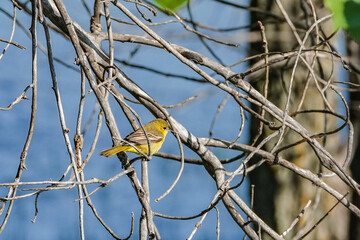yellow bird on a brach