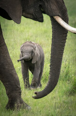 African baby elephant