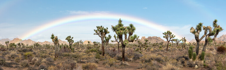A rare rainbow over the desert in Joshua Tree National Park