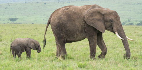 Mother and baby elephant