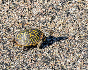 turtle on the rocks