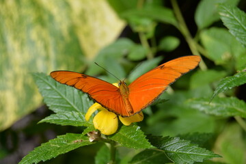  julia butterfly, the flame, orange long wing,Dyras Julia,