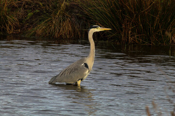 A beautiful grey Heron standing in a lake, the bird is hungry and looking for food.