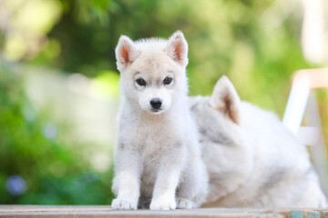 Beautiful siberian husky puppy in the park