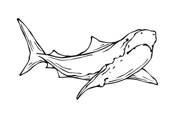 Linear sketch of a shark. Vector graphics.
