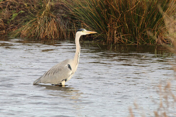 A beautiful grey Heron standing in a lake, the bird is hungry and looking for food.