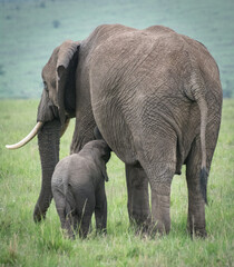 Fototapeta na wymiar Mother and baby African elephant