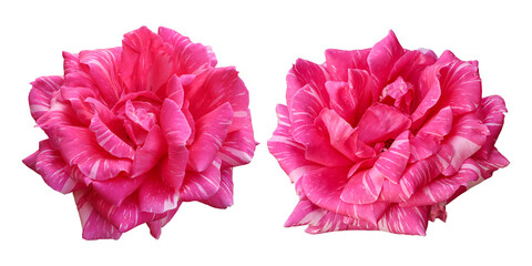 Pink rose flowers isolated on transparent background